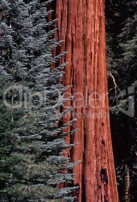 Sequoia, California