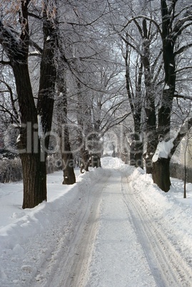 Snowy Road