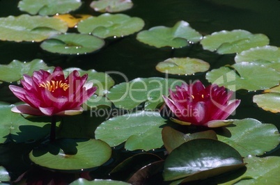 Water Lily