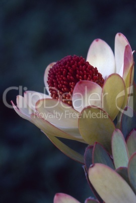 Leucadendron Discolor