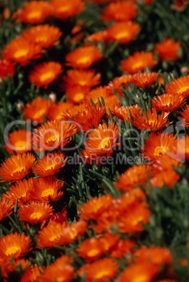 Orange flowers