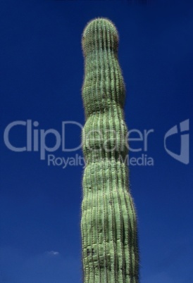 Saguaro cactus