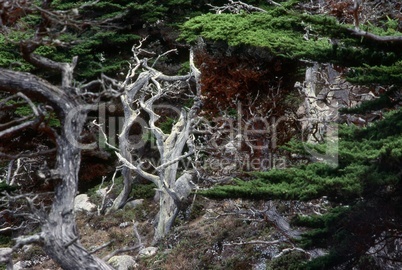 California Cypress