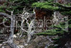 California Cypress