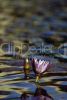 Water Lily