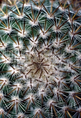 Foxtail cactus