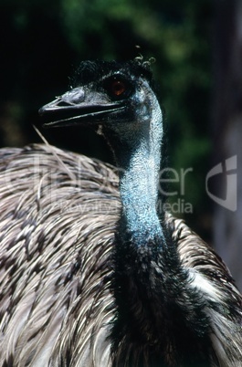 Emu