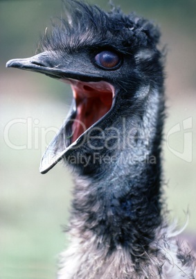 Emu