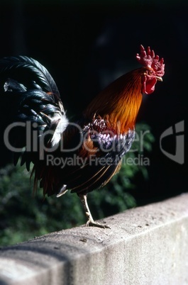 Rooster