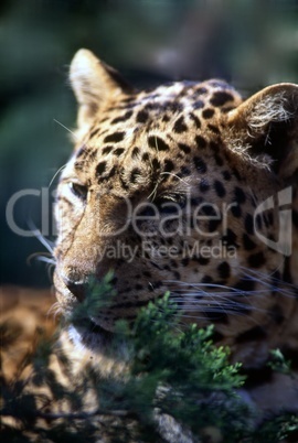 Leopard