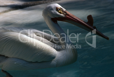 Pelican