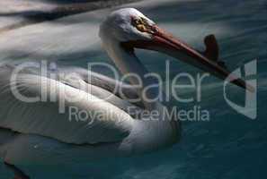 Pelican