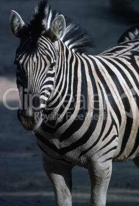 Zebra