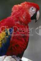 Scarlet Macaw