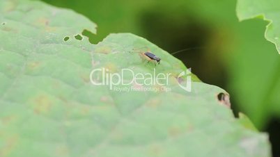 shield bug  on a leaf