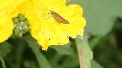 Brown moth on the flower