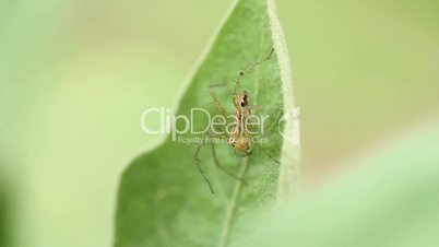 a spider on  a leaf