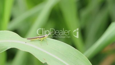 A grasshopper on green leaf