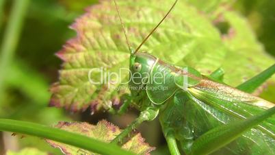 Grüne Heupferd - Green grasshopper