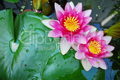 water lily