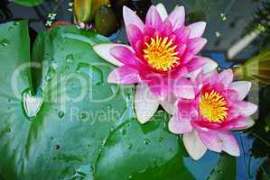 water lily