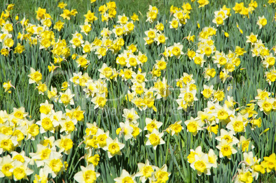 narcissus meadow