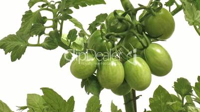 zeitraffer reifender tomaten