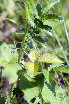 Grüne Heupferd - Green grasshopper