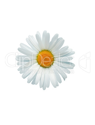 Oxeye Daisy In White