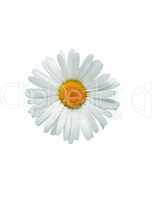 Oxeye Daisy In White