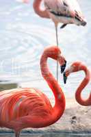 Flamingos On Beach