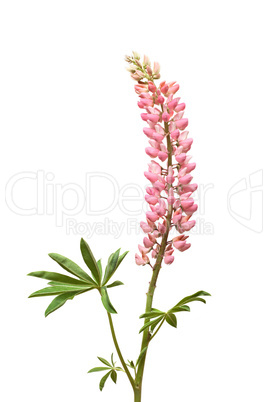 Pink Lupine Flower On White