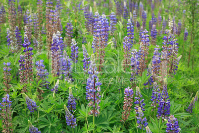 Lupine Flowers Background