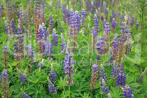 Lupine Flowers Background