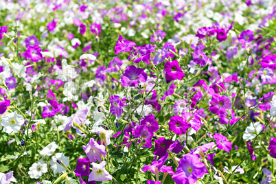 petunia flower beds of white and purple