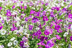 petunia flower beds of white and purple