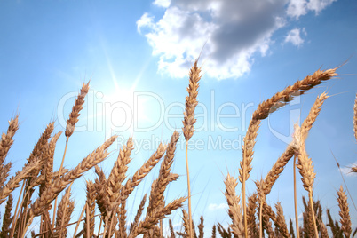 Wheat field