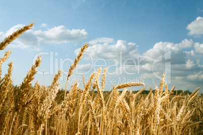 Wheat field