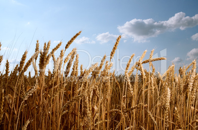 Wheat field