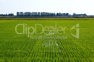 rice field