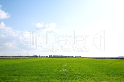 rice field