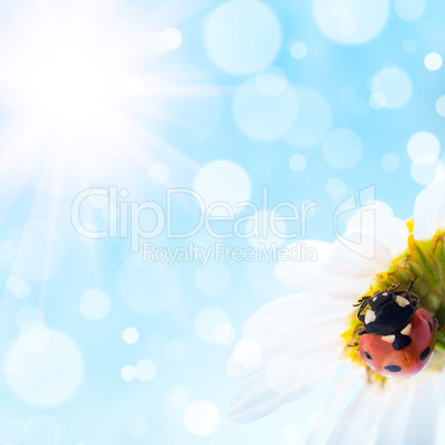 flower and  ladybug