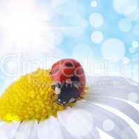 flower and  ladybug