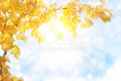 autumn abstract background