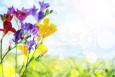 background with flower
