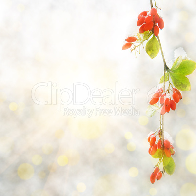 branch red berry with leaf autumn