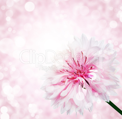 flower with  bokeh