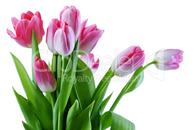 tulips flowers