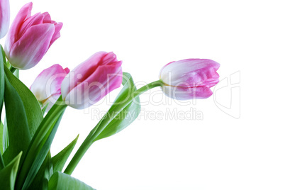 tulips flowers