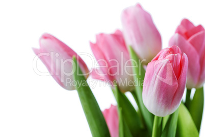 tulips flowers